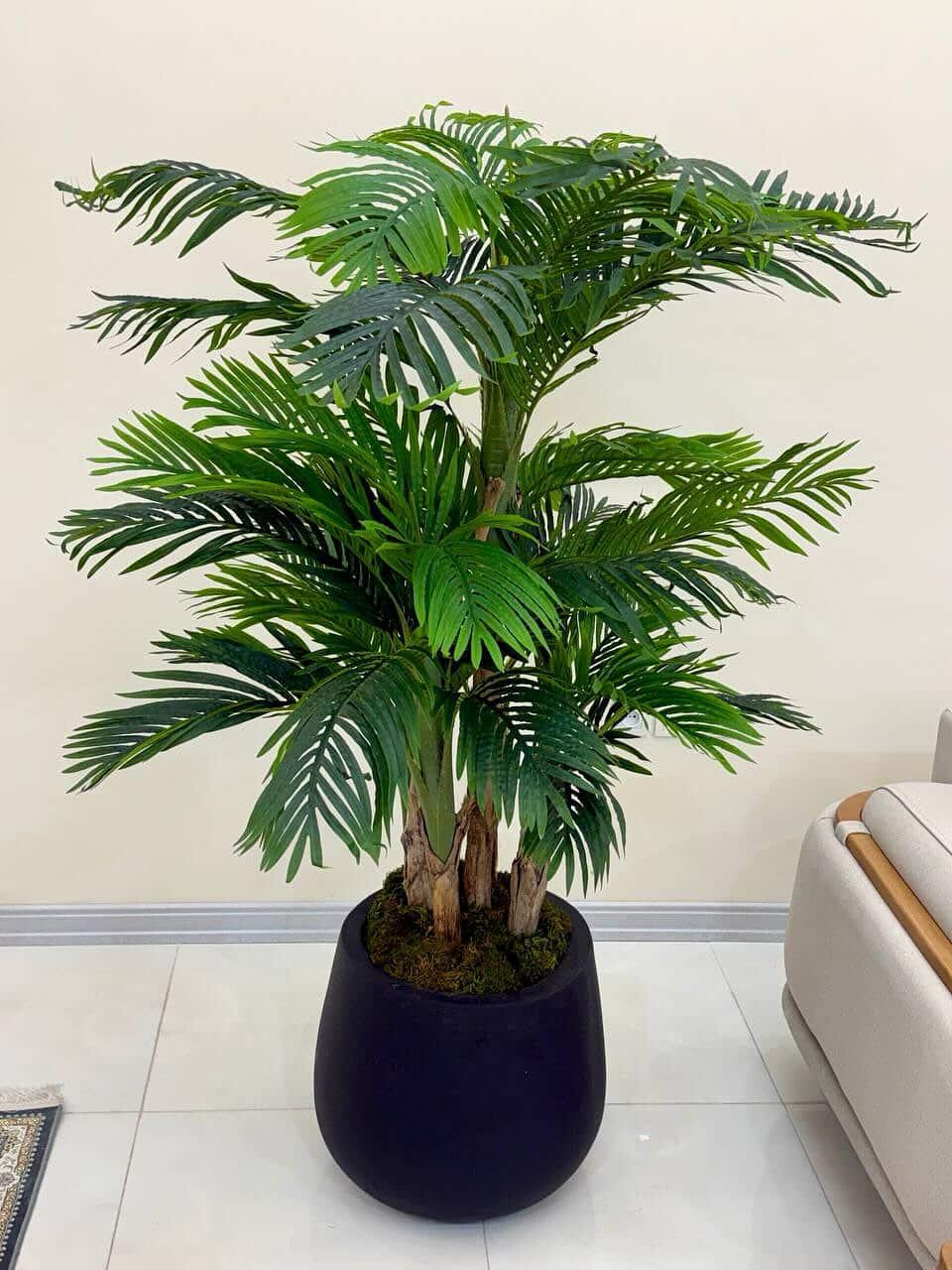 درختچه کنتیا پنج تیکه  ۱۹۰سانت درجه یک